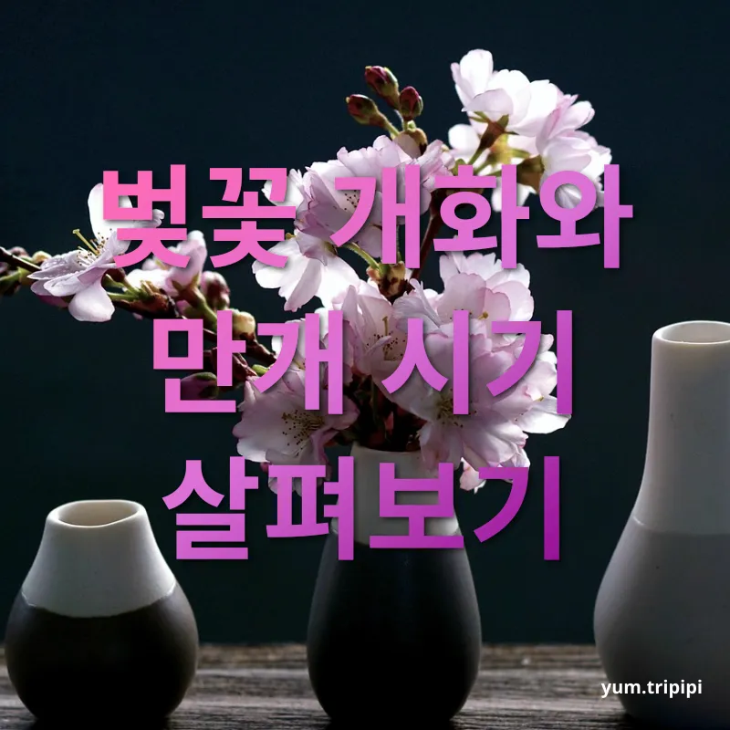 벚꽃 개화 시기 - 벚꽃 개화 시기란? 벚꽃 개화 시기 벚꽃 개화 시기란? 관련 이미지
