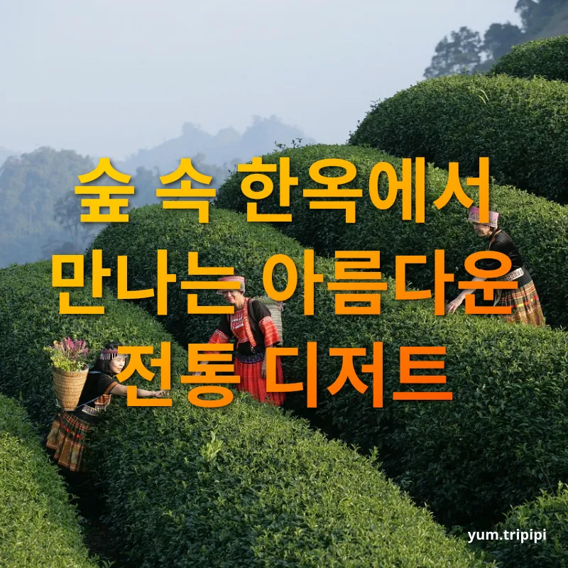 강릉 여행 카페 체험 - 서지초가뜰: 자연 속 평화로운 쉼표 강릉 여행 카페 체험 서지초가뜰: 자연 속 평화로운 쉼표 관련 이미지