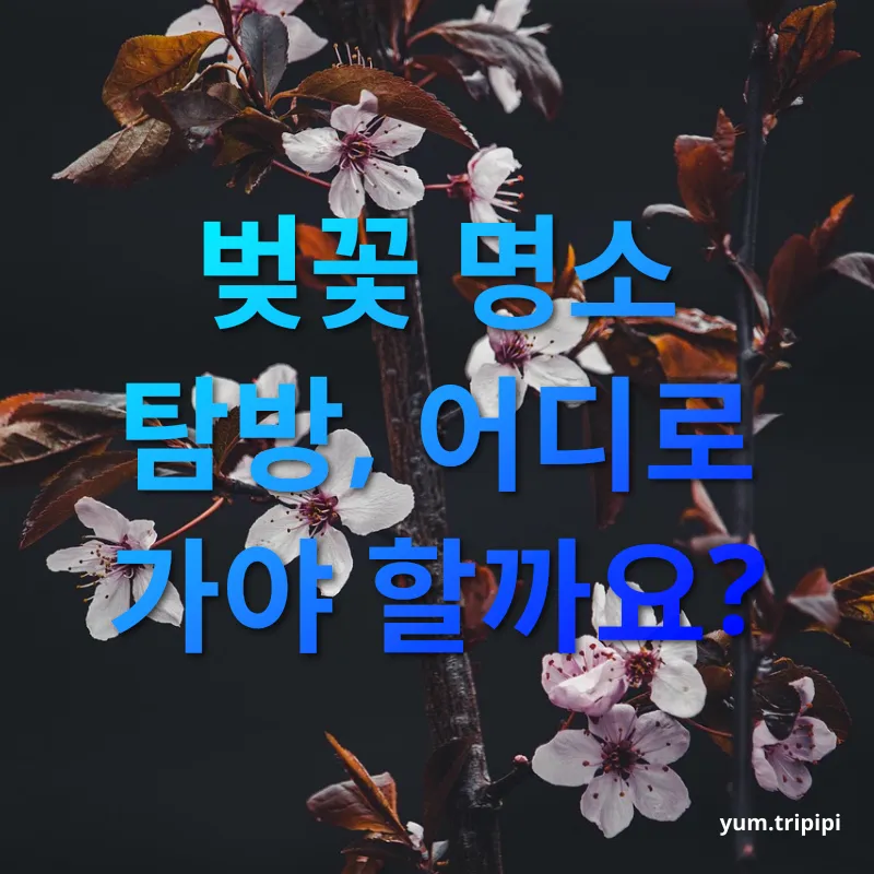 벚꽃 개화 시기 - 벚꽃 명소 탐방, 어디로 가야 할까요? 벚꽃 개화 시기 벚꽃 명소 탐방, 어디로 가야 할까요? 관련 이미지