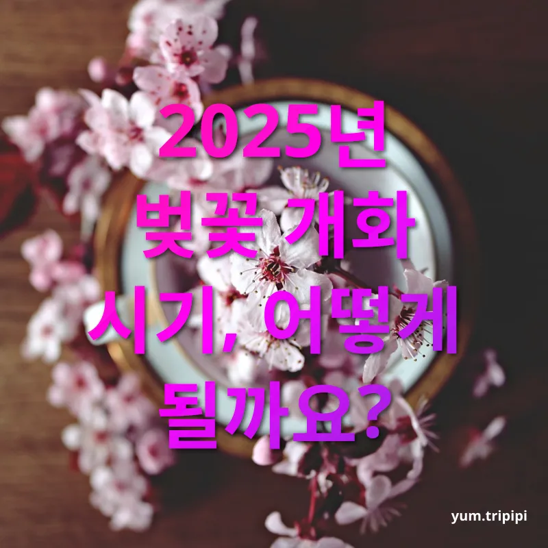 벚꽃 개화 시기 - 2025년 벚꽃 개화 시기, 어떻게 될까요? 벚꽃 개화 시기 2025년 벚꽃 개화 시기, 어떻게 될까요? 관련 이미지